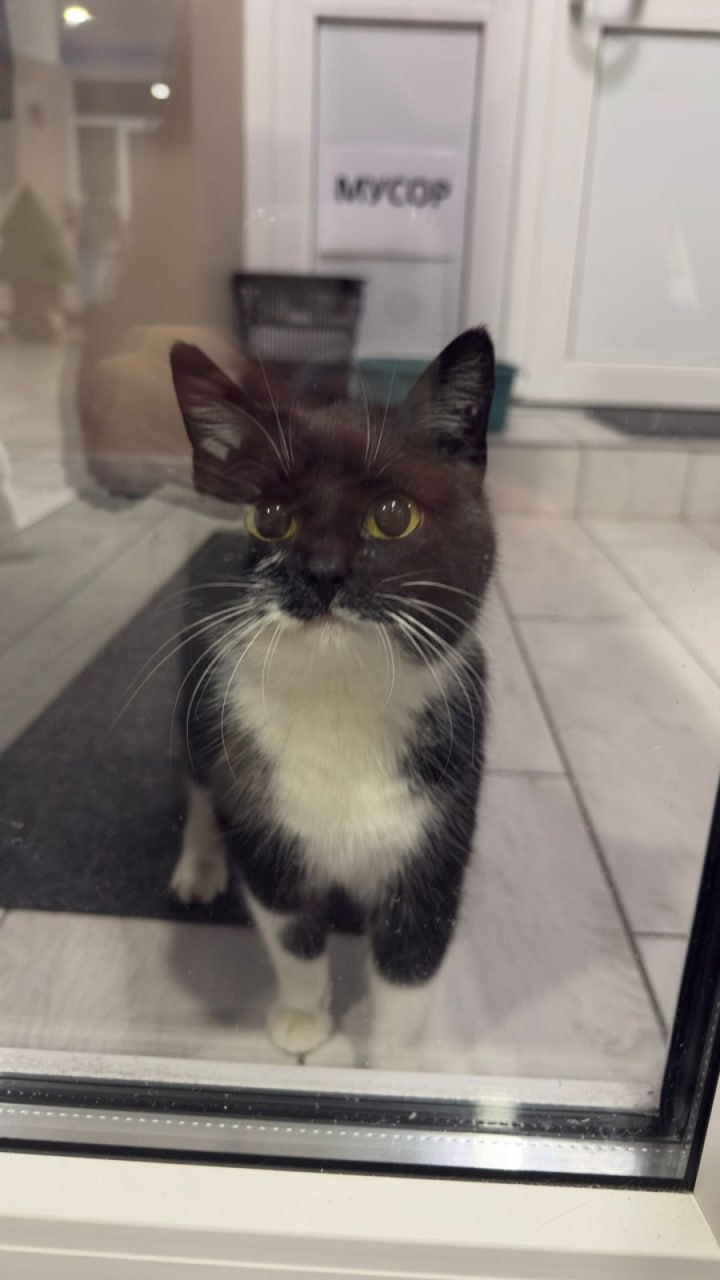 Пост добра: кошка ищет старых или новых хозяев Пост добра: кошка ищет старых или новых хозяев