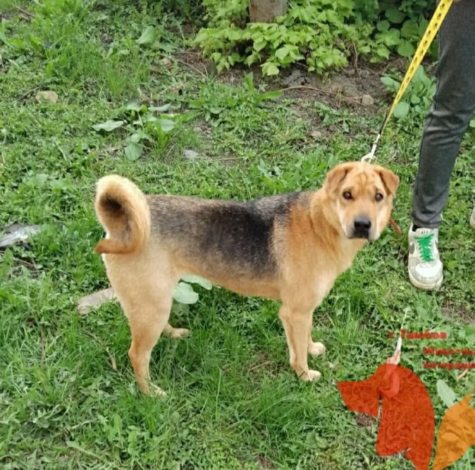 Пост добра: собака по кличке Тори ищет нового хозяина Пост добра: собака по кличке Тори ищет нового хозяина