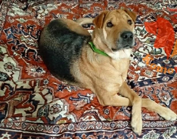 Пост добра: собака по кличке Тори ищет нового хозяина Пост добра: собака по кличке Тори ищет нового хозяина