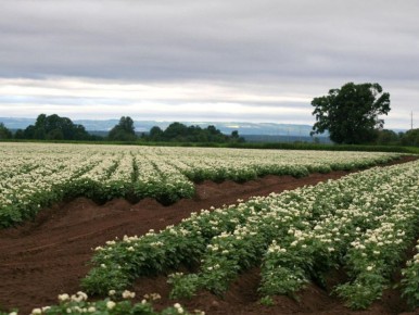Что делать с цветами картошки: правда или миф?