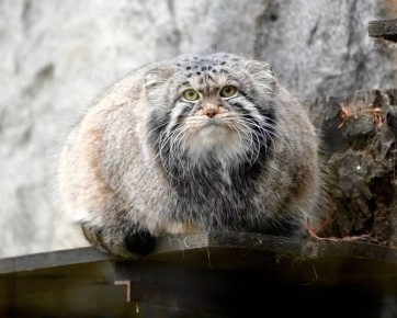 Манул Тимофей демонстрирует блестящие промежуточные результаты зажировки