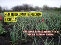 Идеальные подкормки чеснока в мае: секреты для обильного урожая