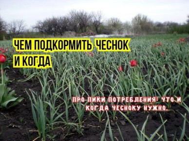 Идеальные подкормки чеснока в мае: секреты для обильного урожая