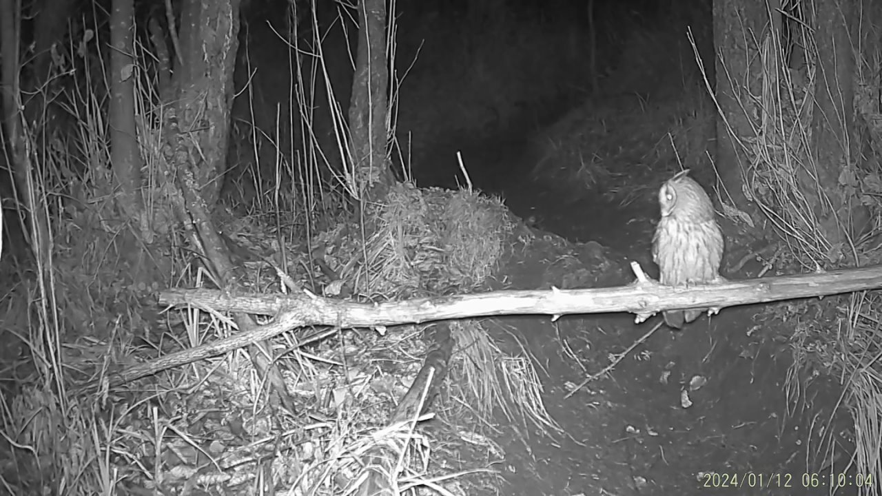 Почему ушастая сова — самый незаметный дозорный ночного леса