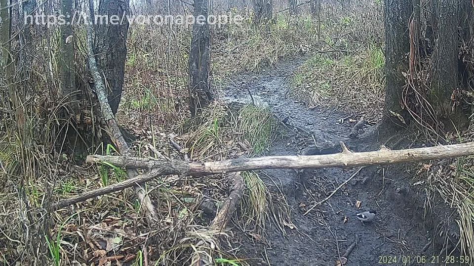 Стайка снегирей на бобровой тропе