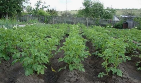 Как укроп поможет увеличить урожай картошки: секреты народного земледелия