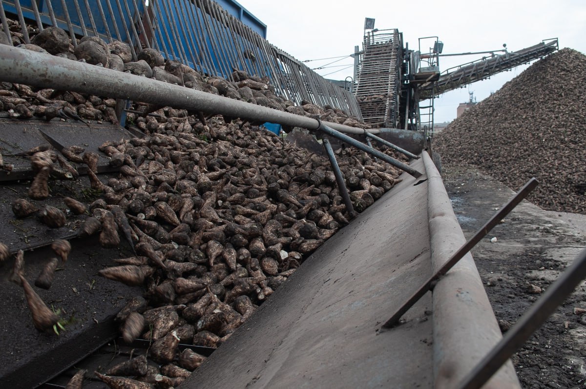 Тамбовские заводы произвели уже 400 тысяч тонн сахара из свёклы нового урожая