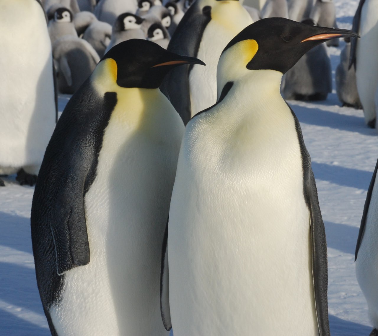 Императорский пингвин выжил в схватке с хищником ценой своего крыла Императорский пингвин выжил в схватке с хищником ценой своего крыла