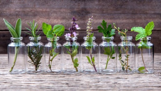 Откройте для себя удивительные растения — лучшие природные антисептики для вашего дома