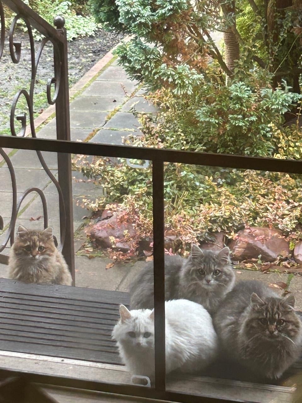 Пост добра: коты ищут дом. Молодые коты из летнего садоводства Соснового угла срочно ищут дом в связи с наступлением холодов и отъезда всех жителей из СНТ