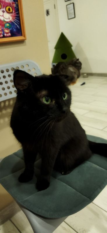 Пост добра: кот Тиша из котокафе ищет дом