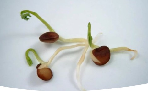 Как обеспечить лучшее прорастание семян: ключевые факторы и советы