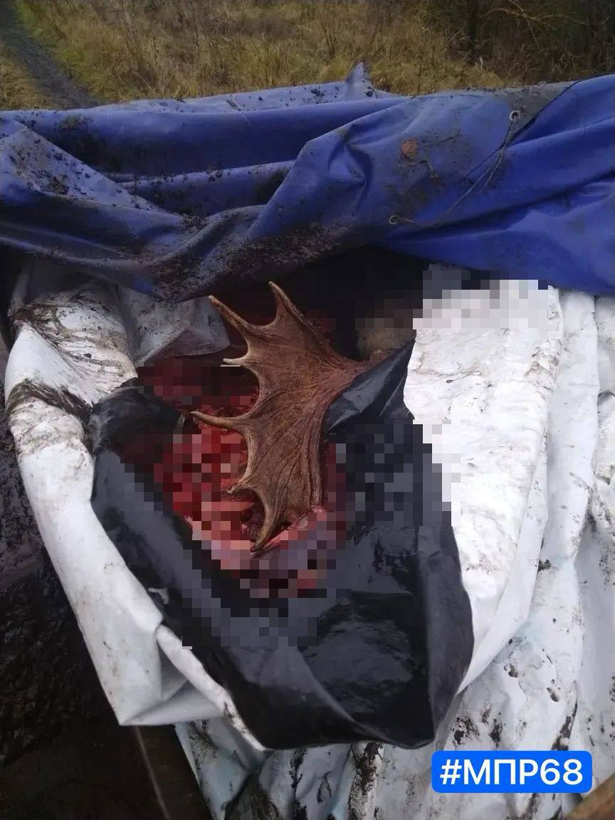 Умётских браконьеров ловили засадами и дронами Умётских браконьеров ловили засадами и дронами