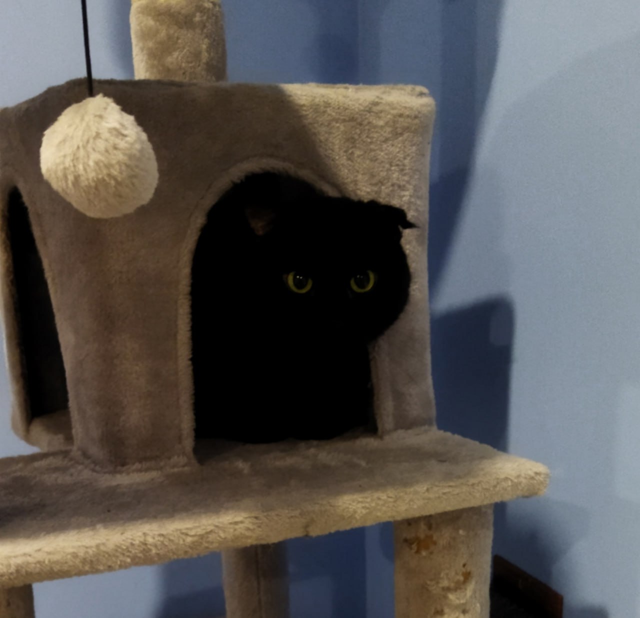 Пост добра: кот Тиша из котокафе ищет дом Пост добра: кот Тиша из котокафе ищет дом