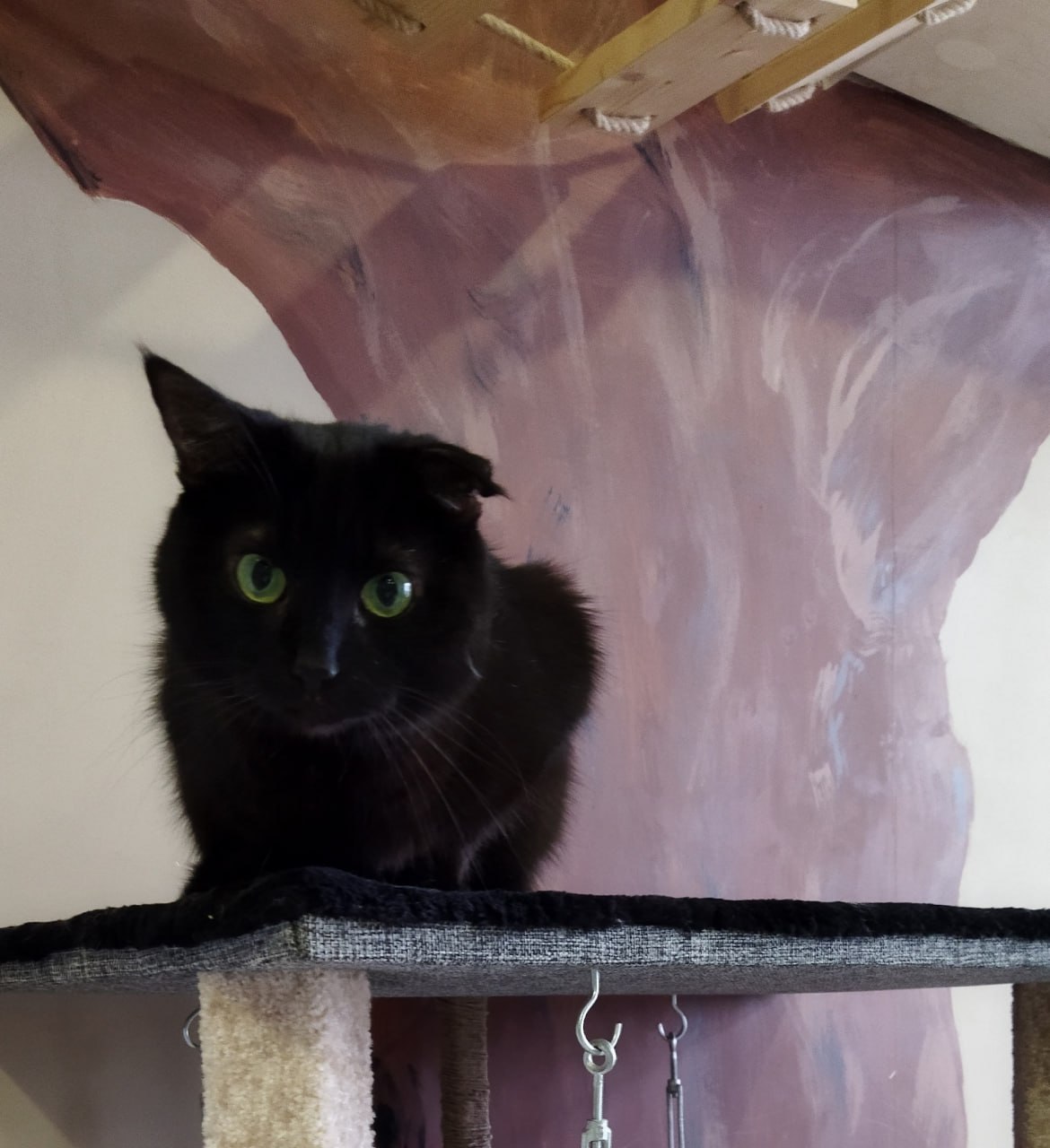 Пост добра: кот Тиша из котокафе ищет дом Пост добра: кот Тиша из котокафе ищет дом