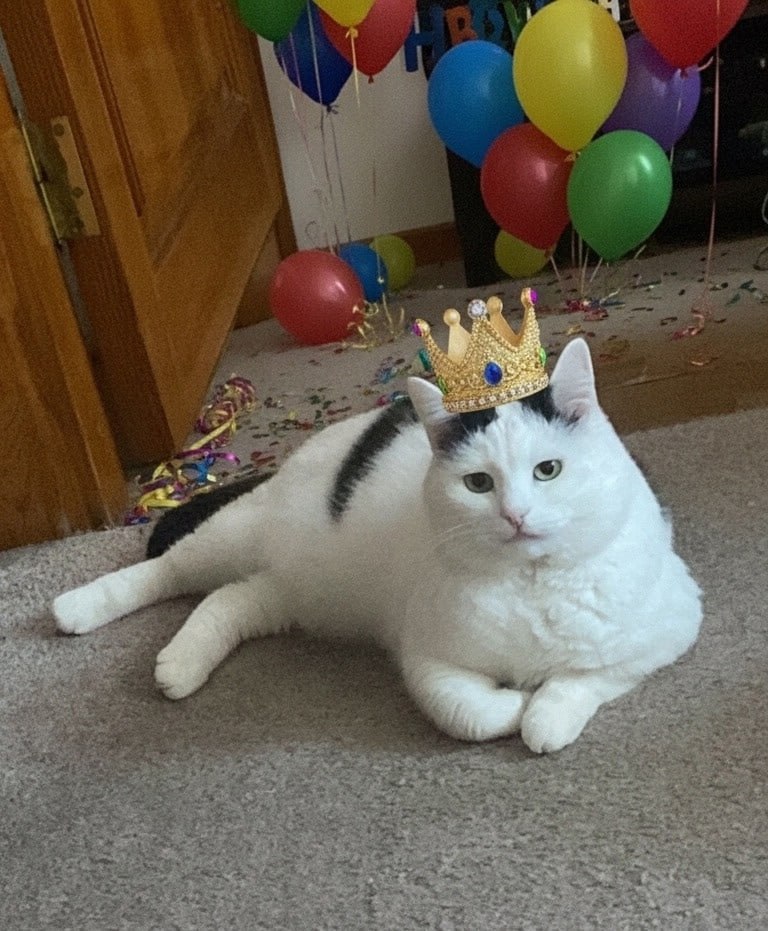 Милейшая новость дня: кот Вася, которого забрали из приюта, отметил праздник Милейшая новость дня: кот Вася, которого забрали из приюта, отметил праздник