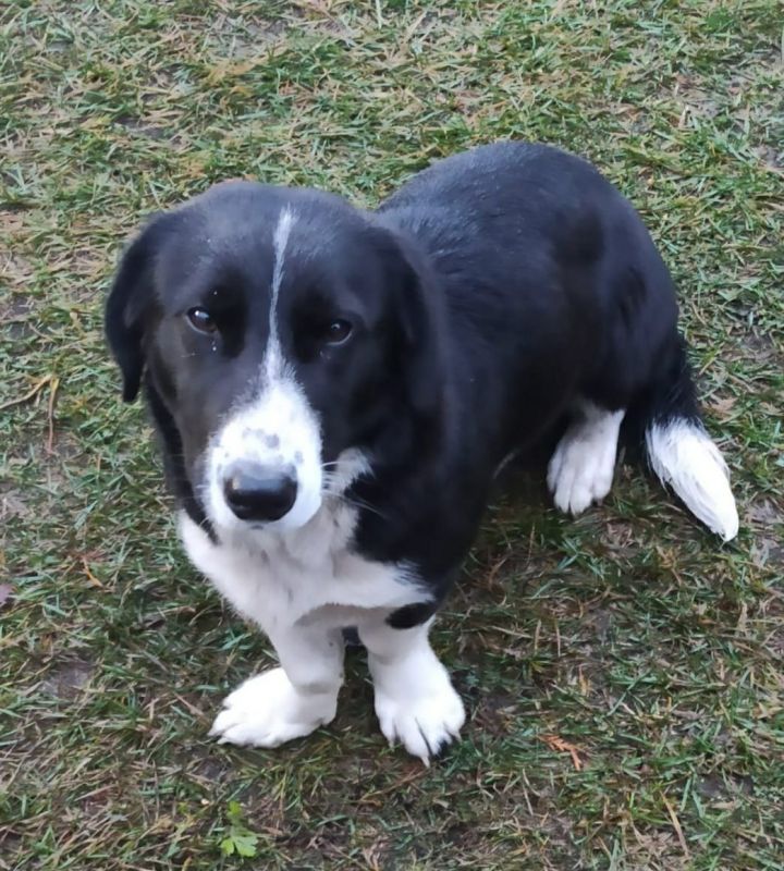 Пост добра: собака ищет хозяев