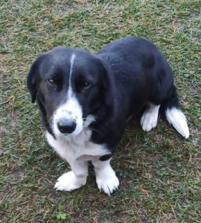 Пост добра: собака ищет хозяев