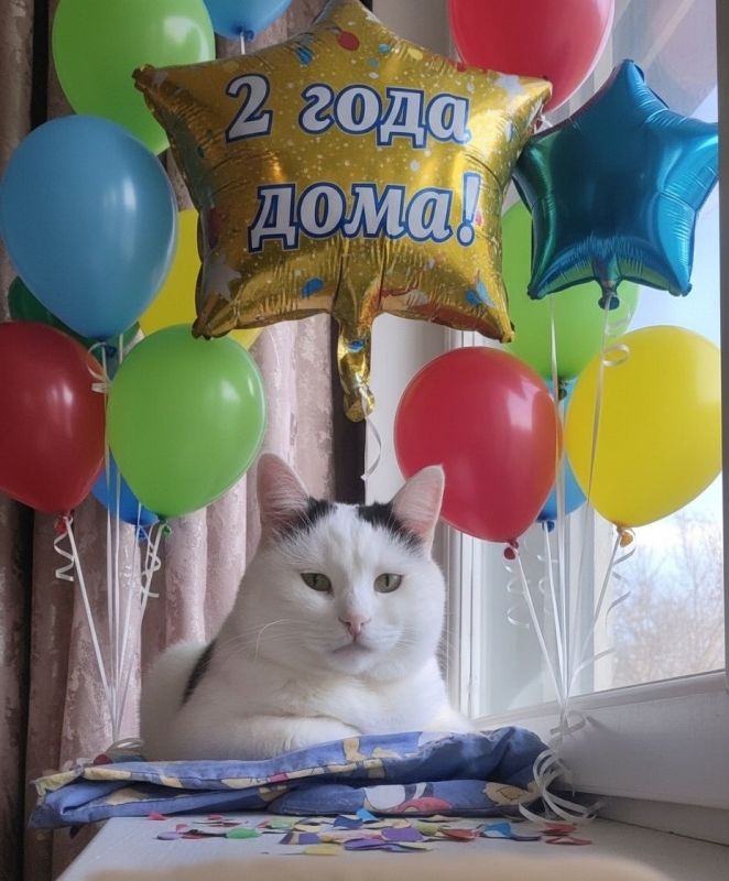 Милейшая новость дня: кот Вася, которого забрали из приюта, отметил праздник