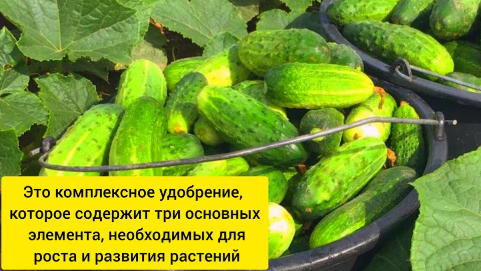 Как создать огуречную ферму у себя на участке: секреты успеха