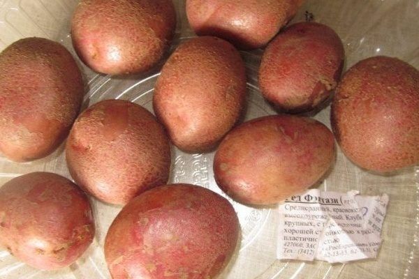 Картофель Ред Фэнтези: внешний вид, секреты успеха и привкус популярности