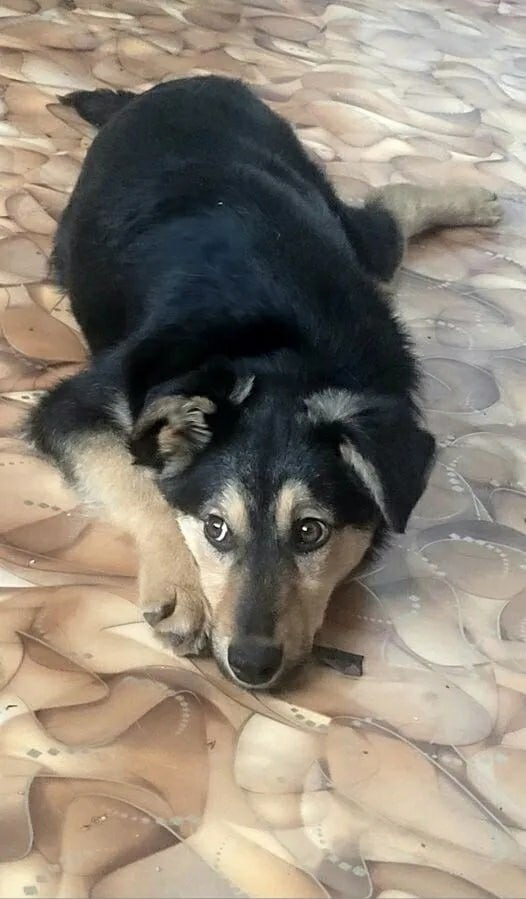 Пост добра: собака ищет дом Пост добра: собака ищет дом