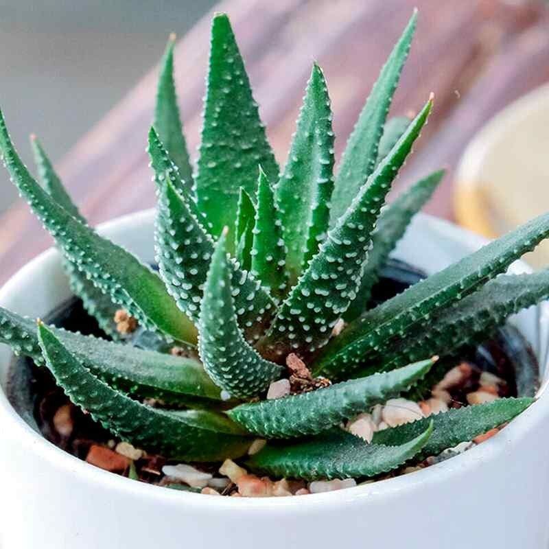 Обзор лучших засухоустойчивых растений для домашнего уюта