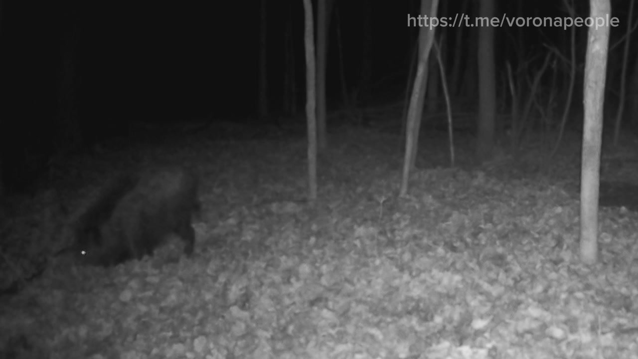 В дубравах на берегах Вороны богатый урожай желудей Для кабанов жёлуди очень важны, они содержат массу питательных веществ, что позволяет запасти к зиме побольше жира А ещё в этих «орешках» содержатся дубильные вещества...