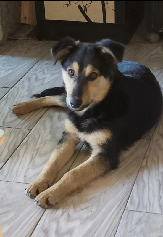 Пост добра: собака ищет дом