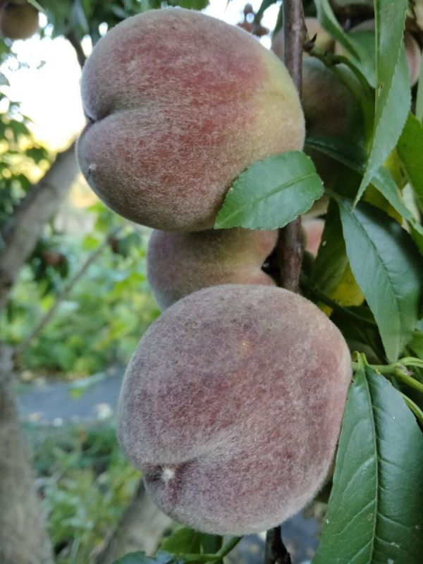 Как влагозарядный полив улучшает здоровье деревьев