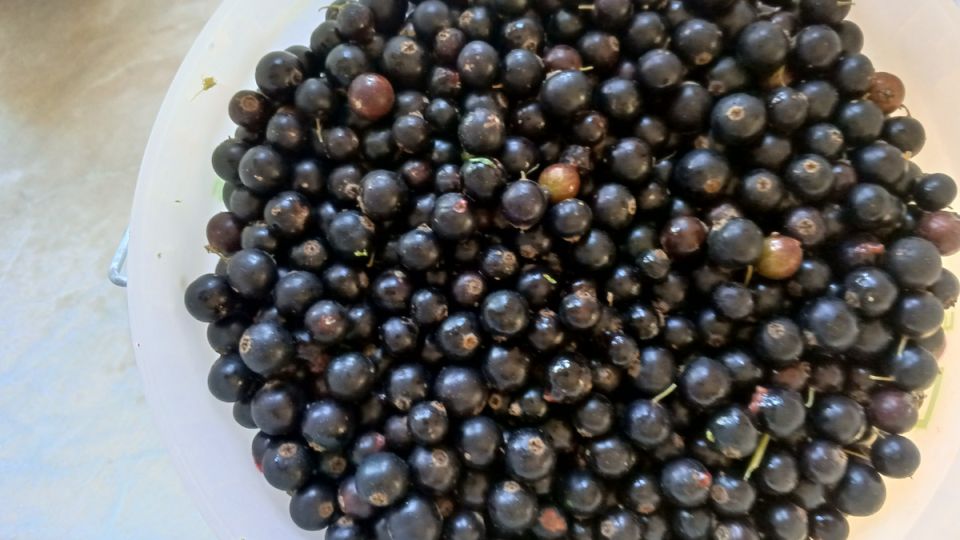 Почему в этом сезоне дачники отложили продажи ягод? Заглянем в опыт одного садовода