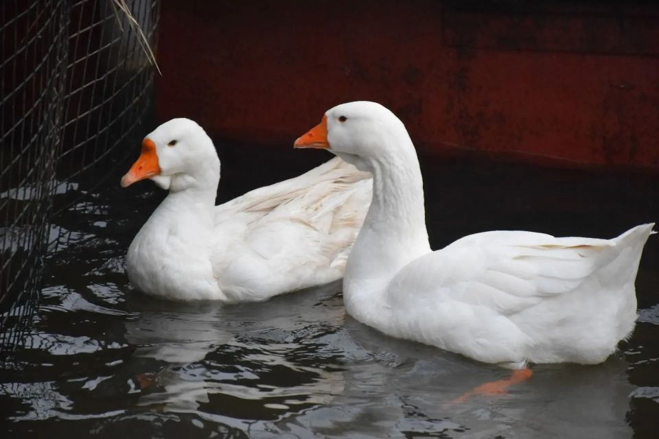 Тамбовские гуси сегодня обрели место для зимовки