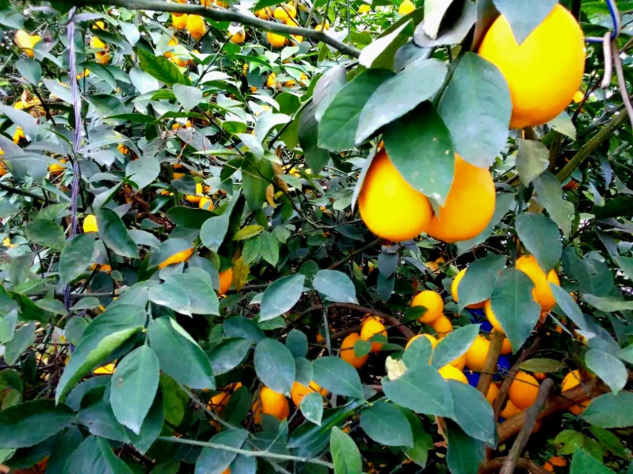 Тамбовчанин Сергей Королев вырастил в теплице лимонный сад, который в этом году дал прекрасный урожай Тамбовчанин Сергей Королев вырастил в теплице лимонный сад, который в этом году дал прекрасный урожай