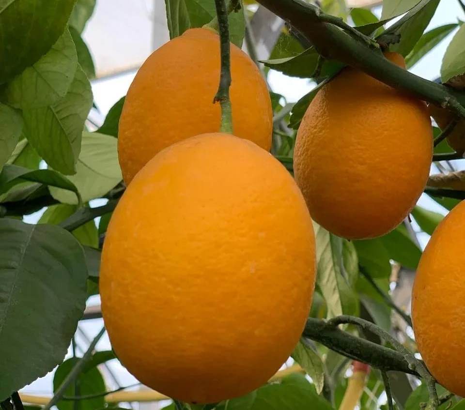 Тамбовчанин Сергей Королев вырастил в теплице лимонный сад, который в этом году дал прекрасный урожай