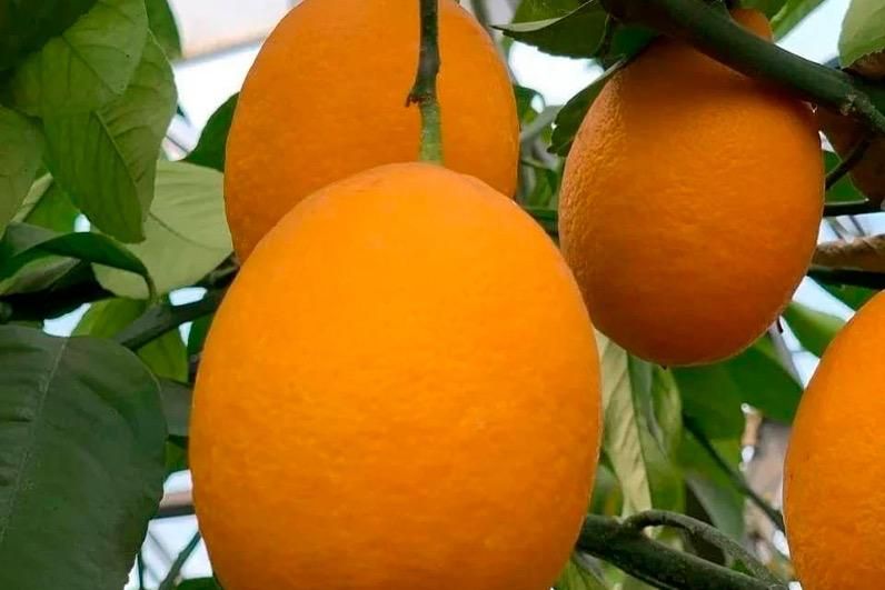 Тамбовчанин вырастил лимонный сад и собрал сотни килограммов урожая