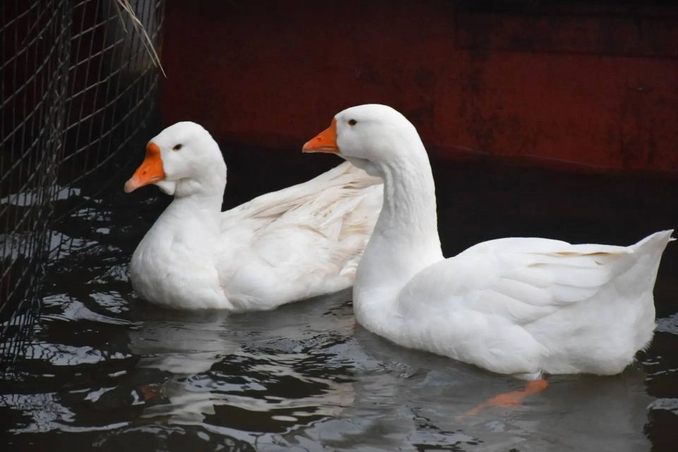 Тамбовские гуси получили тёплое укрытие на зимние месяцы