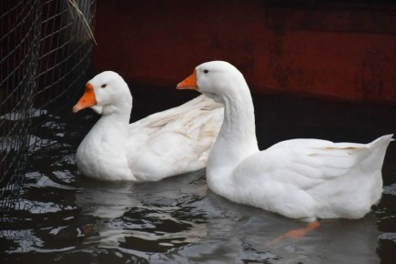 Тамбовские гуси получили тёплое укрытие на зимние месяцы