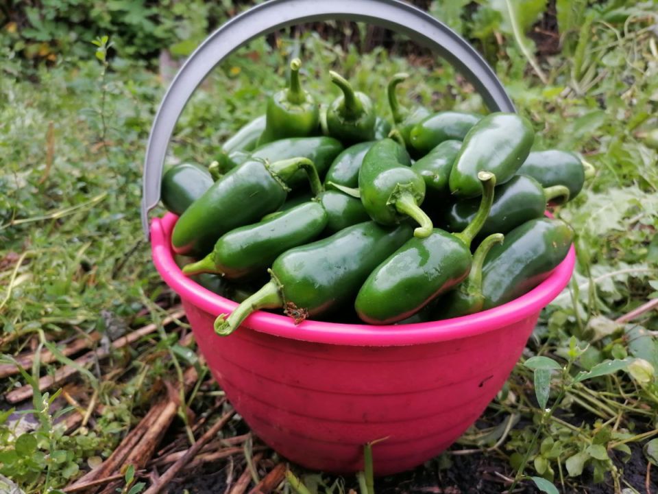 Как Халапеньо с медом завоевывает сердца? О рычаге мужского вкуса и секретах маринования