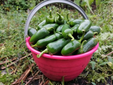 Как Халапеньо с медом завоевывает сердца? О рычаге мужского вкуса и секретах маринования