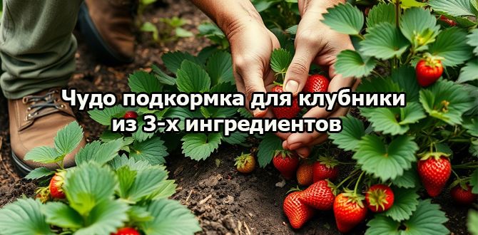 Лучшие секреты для богатого урожая сладкой клубники