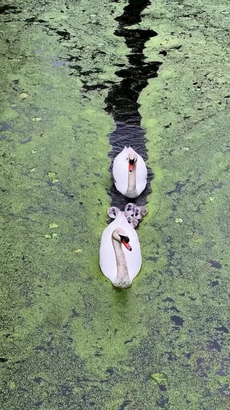 Вместо вечерней медитации