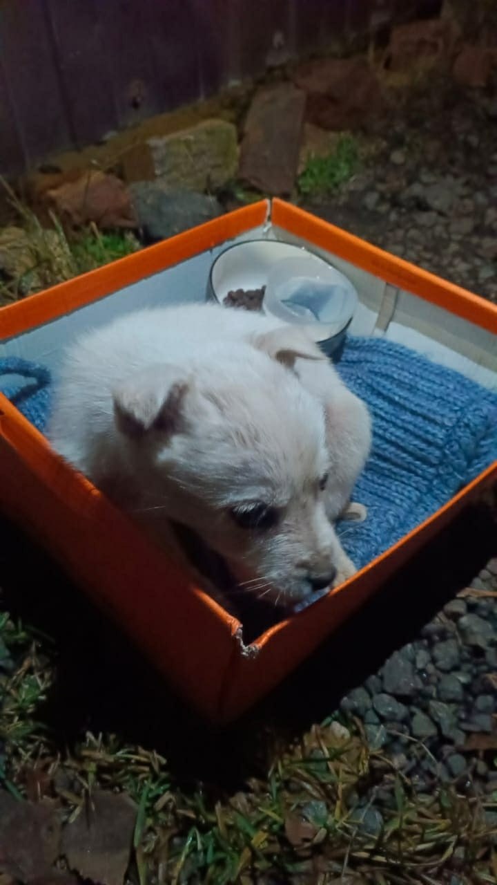 Пост добра: щенок ищет дом Пост добра: щенок ищет дом