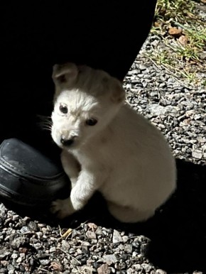 Пост добра: щенок ищет дом