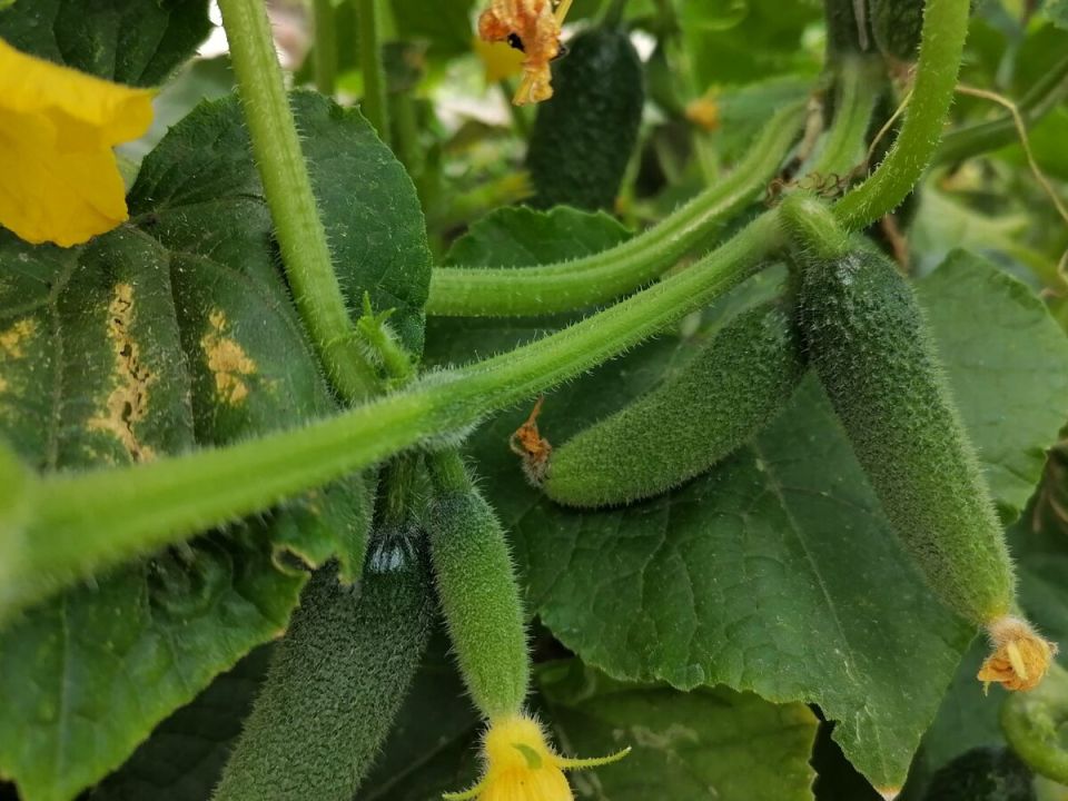 7 лучших сортов огурцов: тонкая кожура и нежный вкус