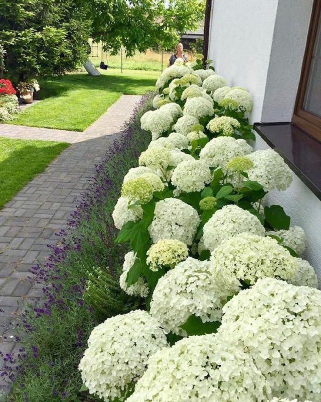 Как правильно обрезать гортензии в августе: советы для садоводов