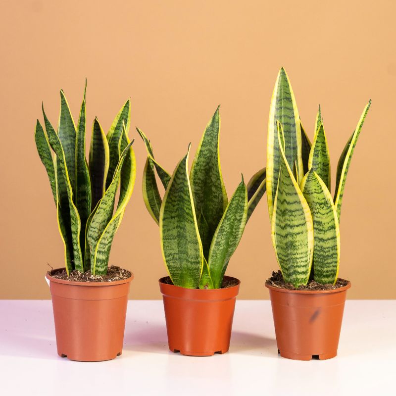 Как выбрать безопасные комнатные растения для детской: полезные советы