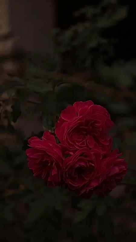 Вместо вечерней медитации