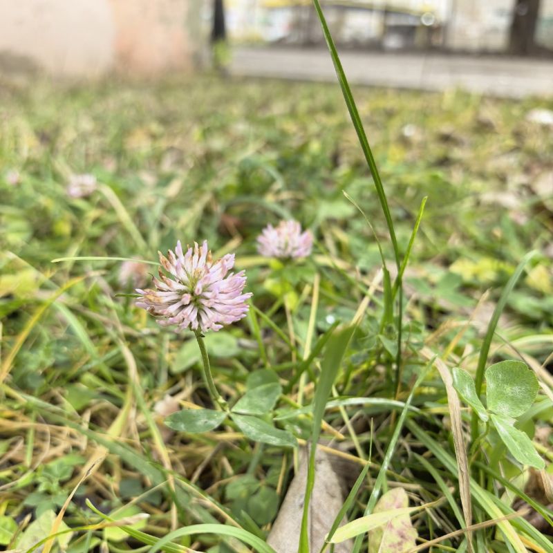 Декабрь уж на пороге, а у нас цветы цветут!