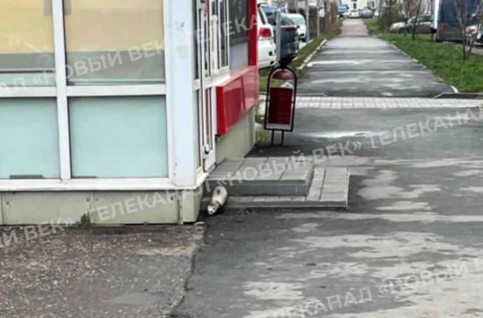 На улице Александра Боднара в Тамбове замечен хорёк