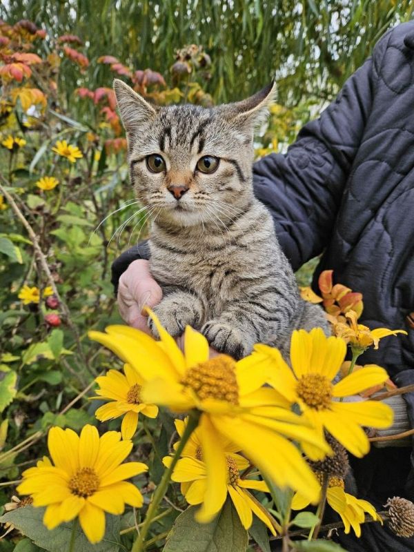 Пост добра: котёнок ищет дом